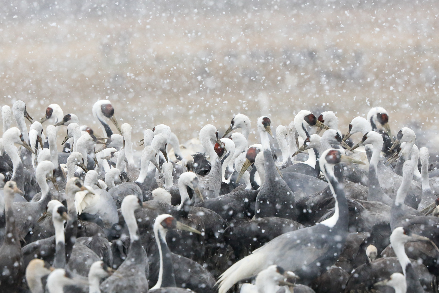 Hooded and White-naped Cranes in the snow at Arasaki