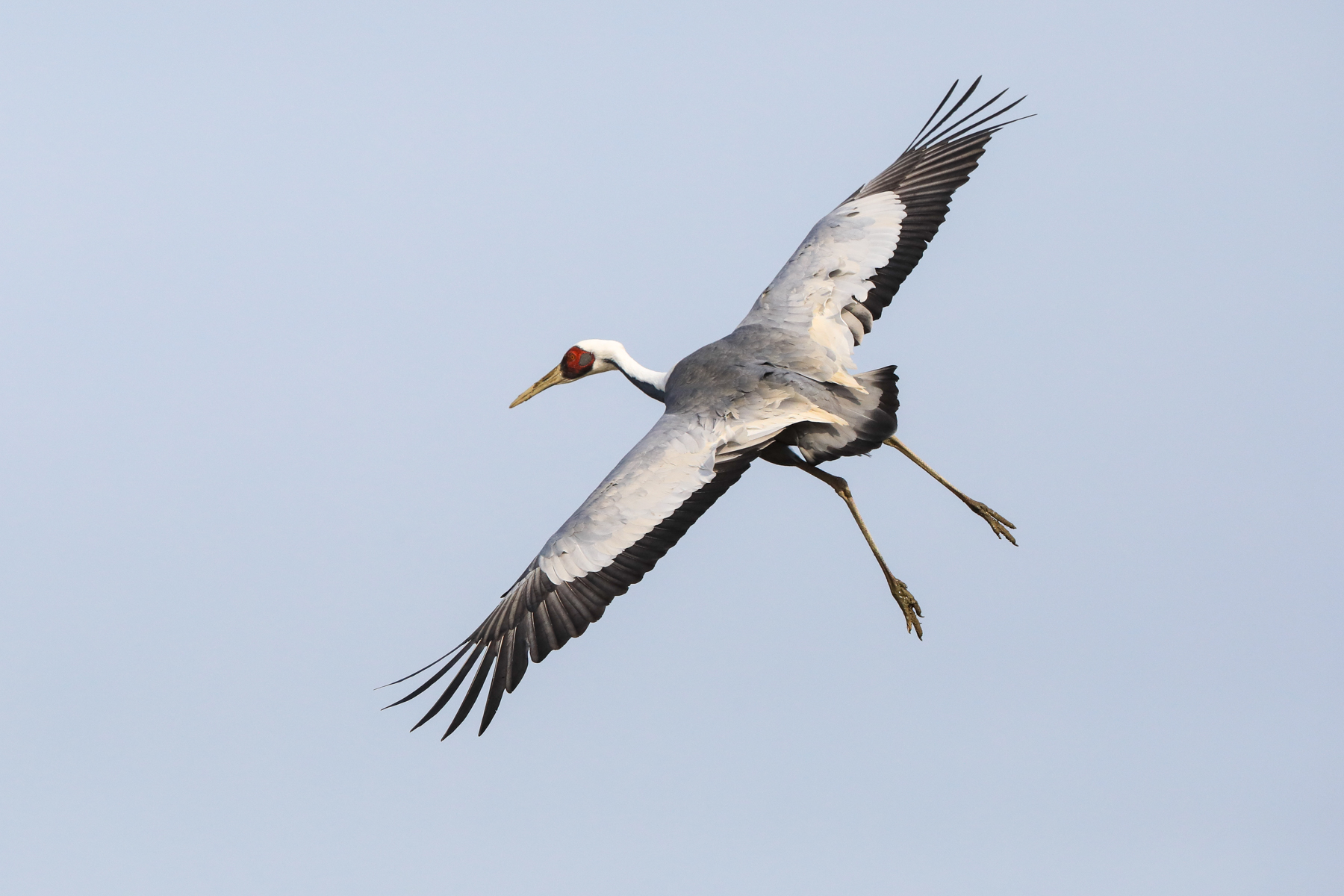 An adult White-naped Crane comes in to land at Arasaki