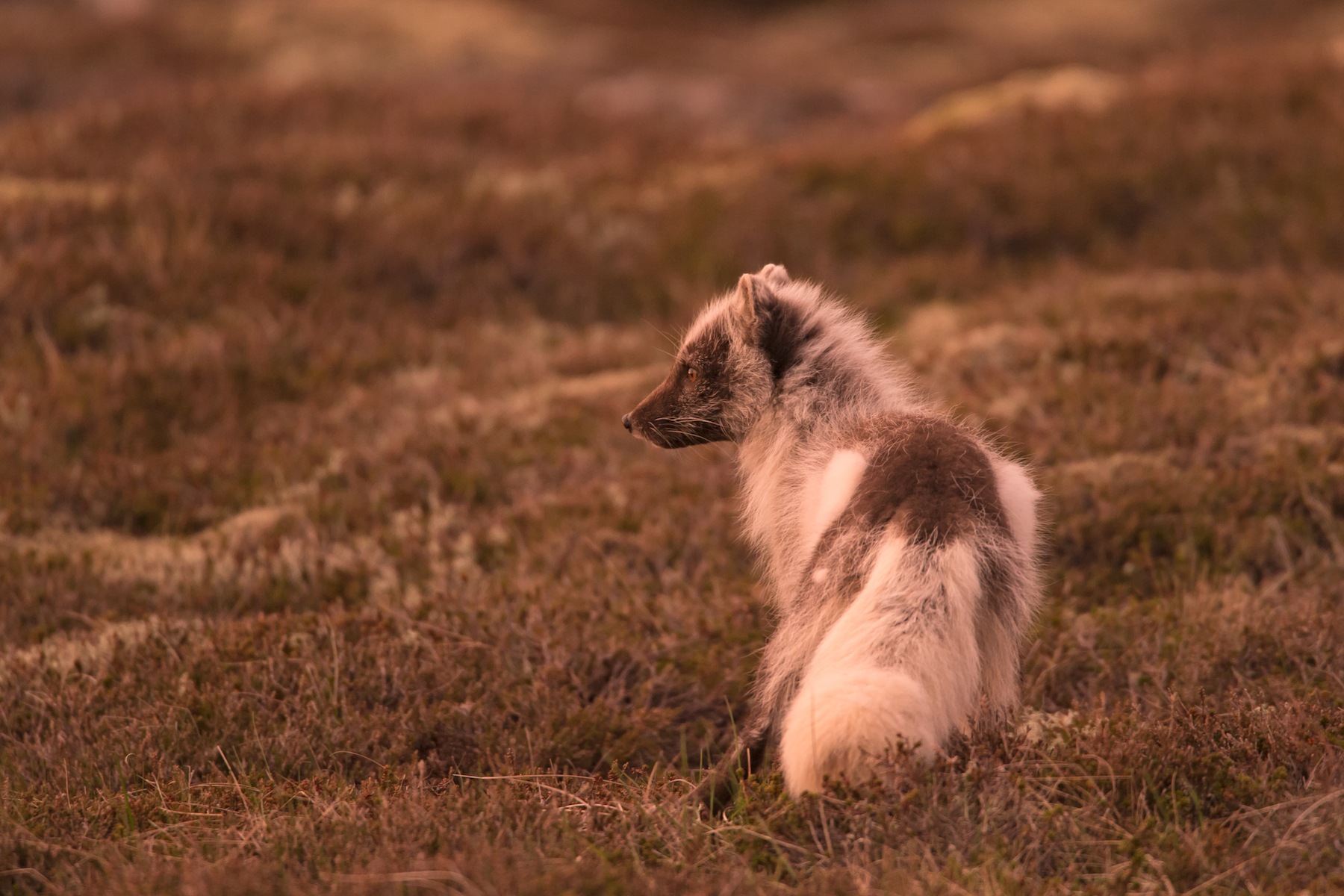 Arctic Foxes are the most widespread mammalian predator on the island. This one is moulting out of its white winter coat