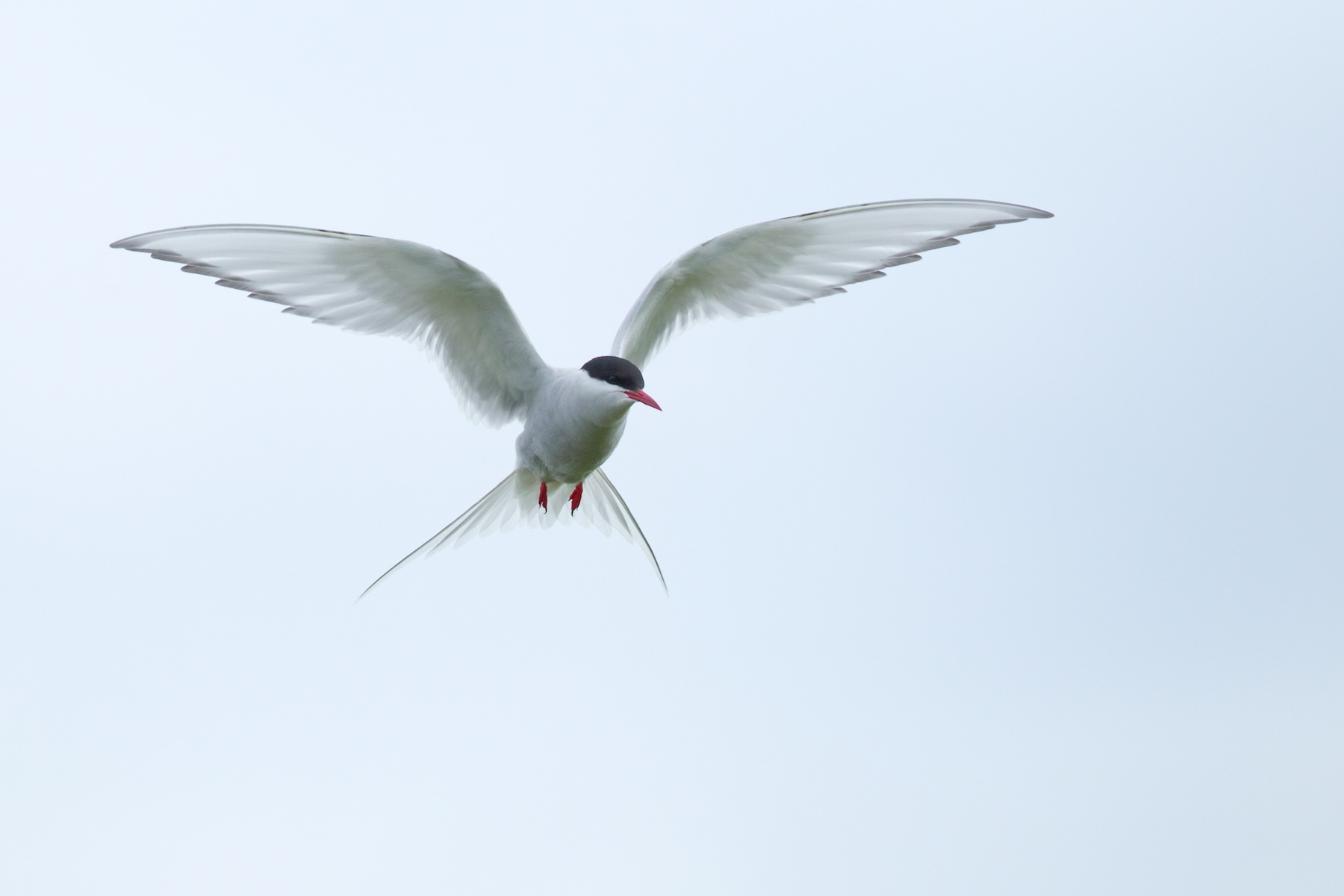 An Arctic Tern hovering near its nest, ever watchful for potential predators