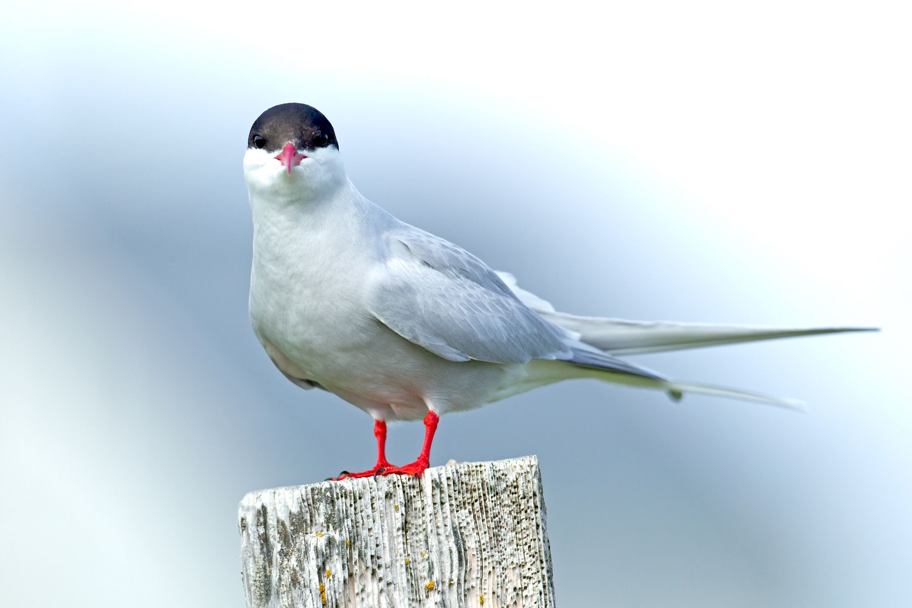 Arctic Terns are everywhere in Iceland in summer