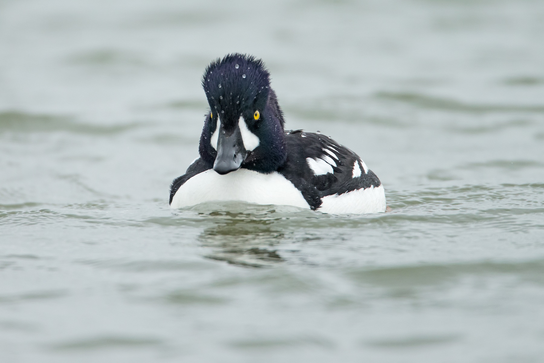 The handsome Barrow's Goldeneye has a restricted range and in Europe is only found in Iceland