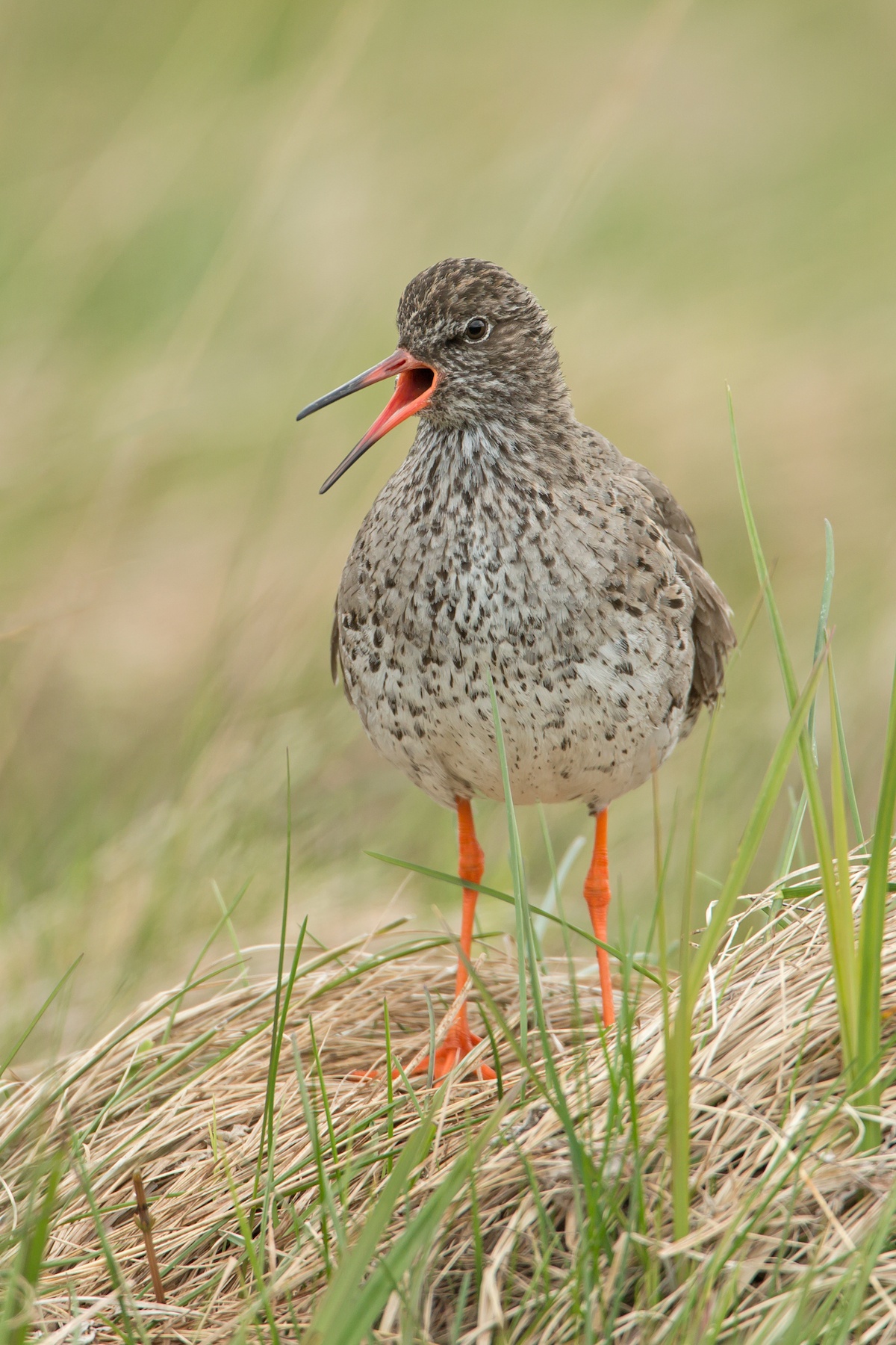 Common Redshanks are one of the commonest Icelandic shorebirds