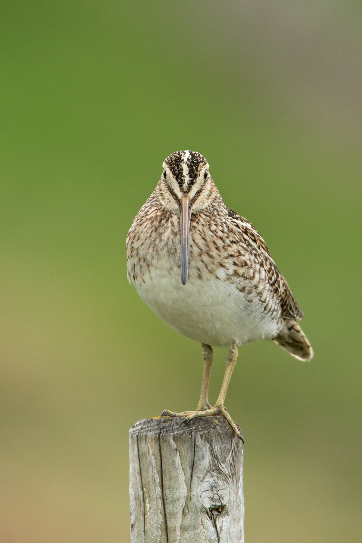 A Common Snipe on a fence post in Iceland