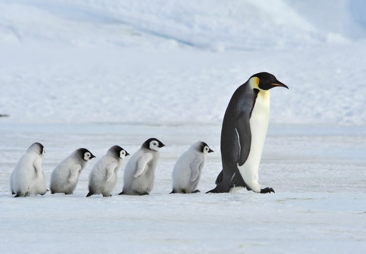 Emperor Penguins often tend the young of several pairs, or even steal chicks!