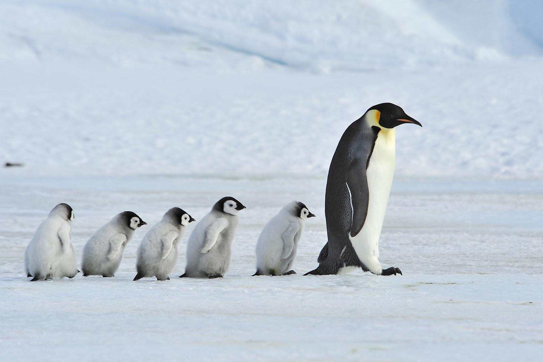 Penguin Diner  While on an Antarctic trek , Penny the Penguin