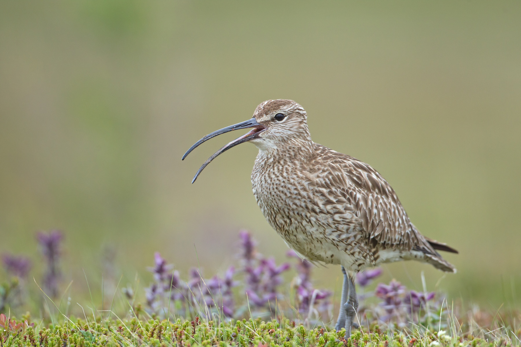 A Whimbrel calls from the flower-filled tundra