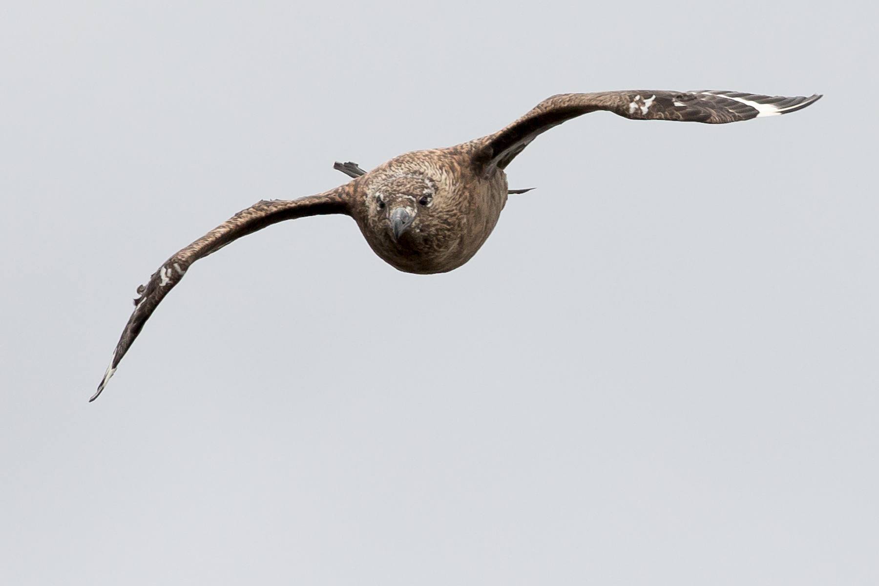 A Great Skua dives in to defend its nesting grounds