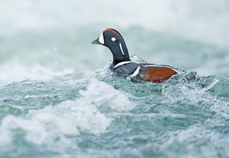 Harlequin Duck in Iceland on a Wild Images Wildlife Photography tour. Image by Mike Watson.