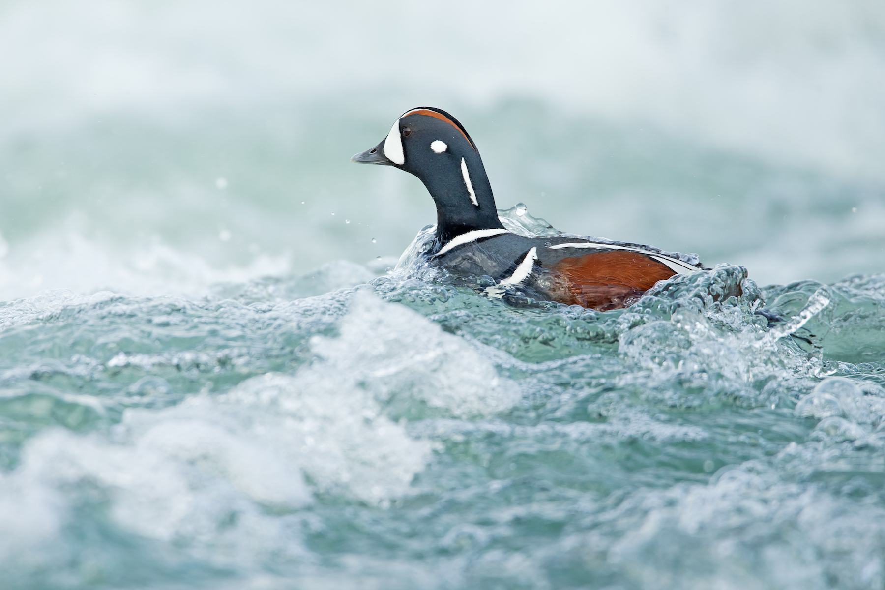 Harlequin Duck in Iceland on a Wild Images Wildlife Photography tour. Image by Mike Watson.