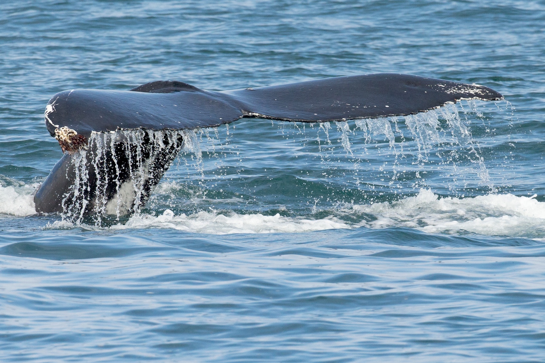 Another view of a sounding Humpback Whale