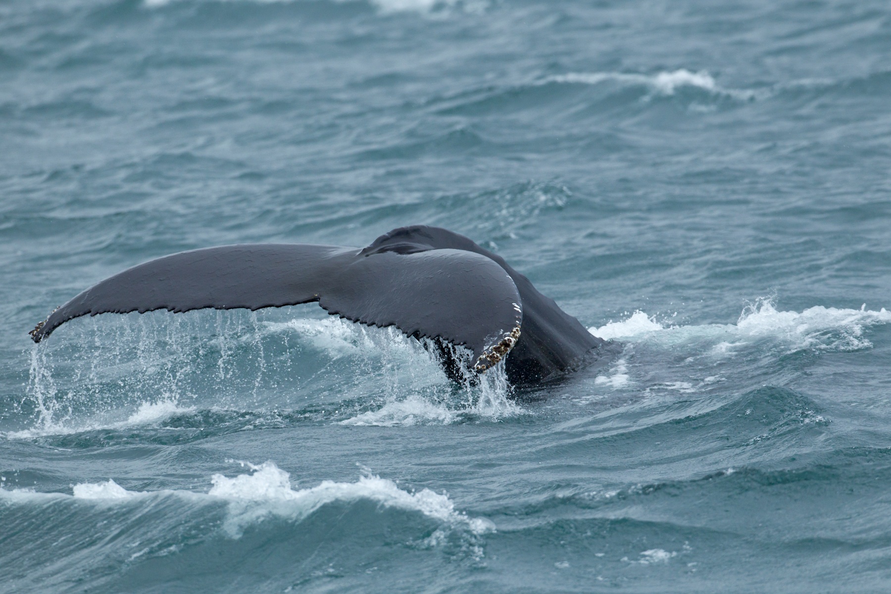 A Humpback Whale sounds, displaying its impressive tail flukes