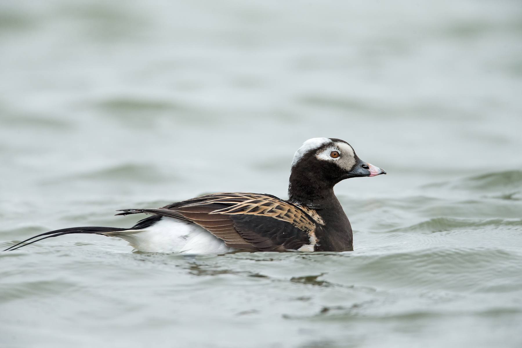 In summer, Long-tailed Ducks look strikingly different from their winter dress
