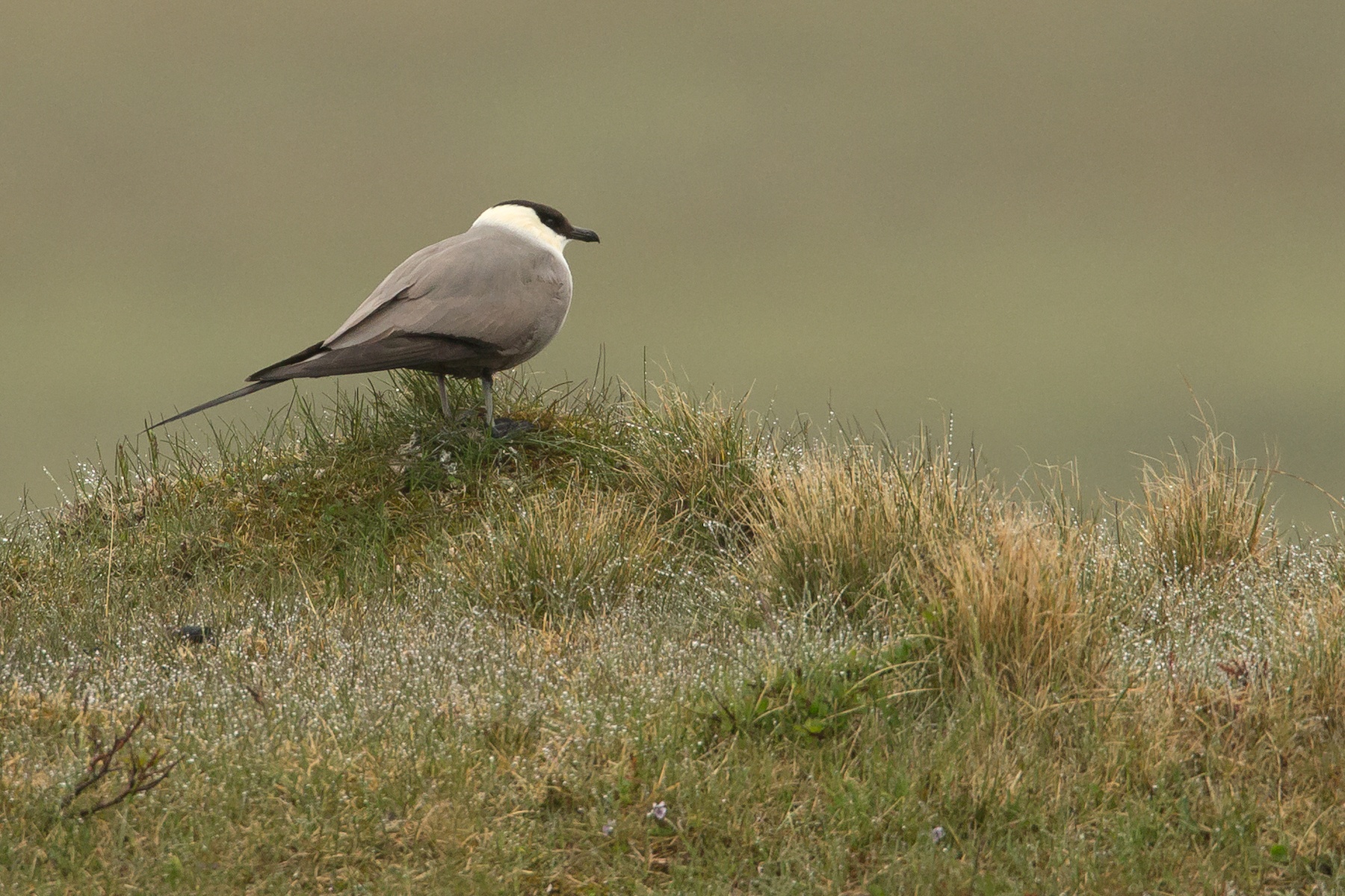 A Long-tailed Jaeger (or Long-tailed Skua) watches its breeding territory