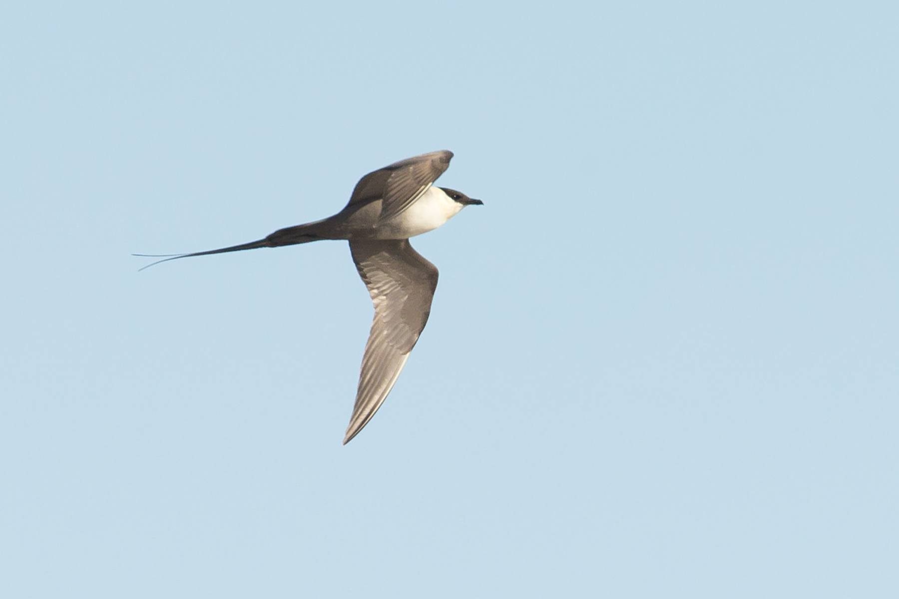 Long-tailed Jaeger (or Long-tailed Skua) is a very graceful bird