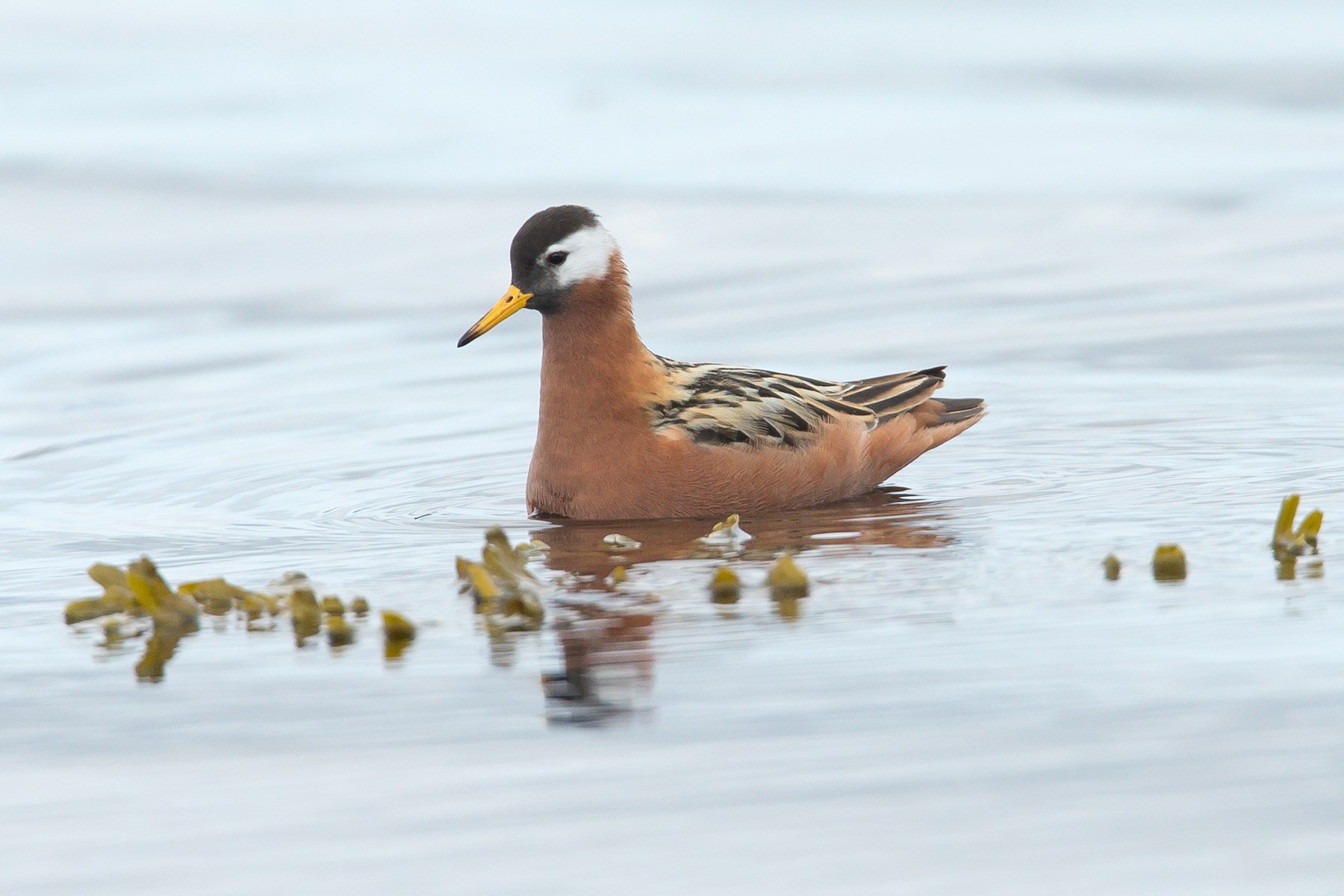 The female Red Phalarope is even more striking than the Red-necked