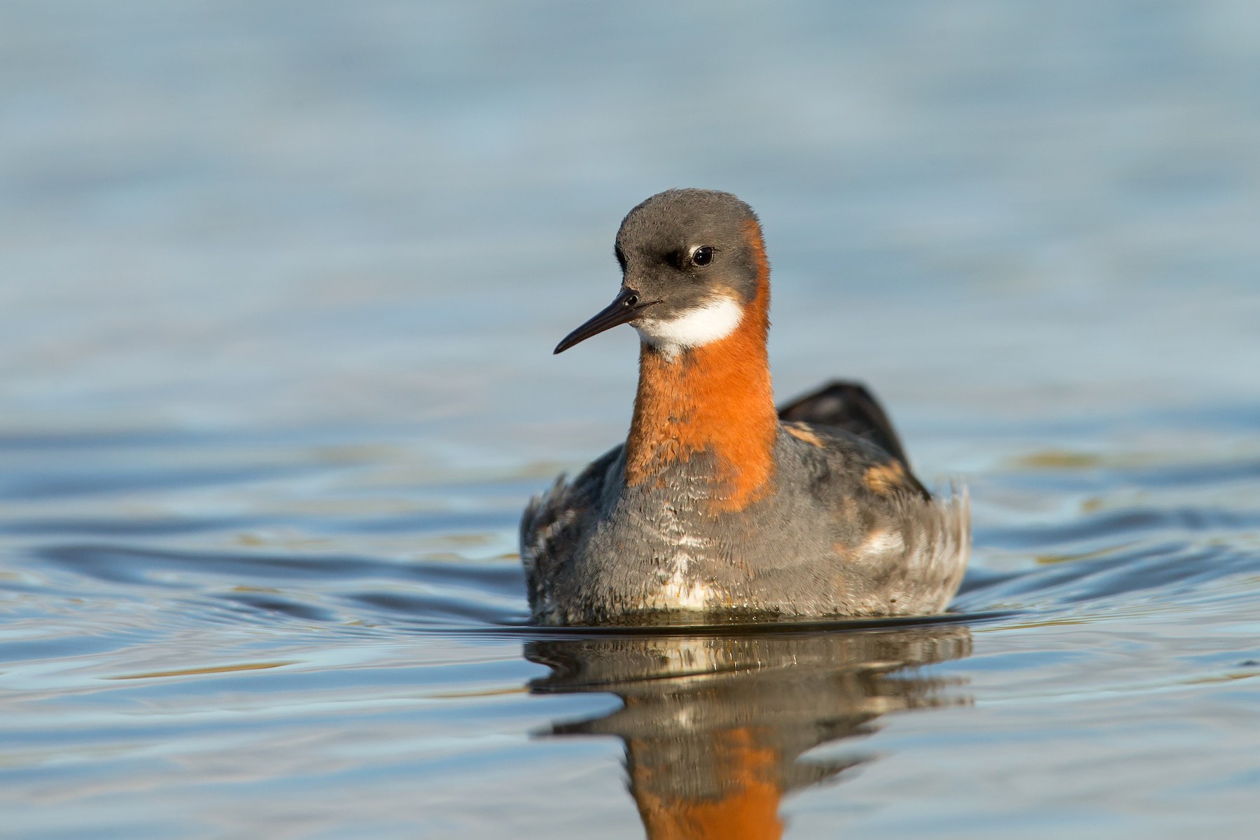 Phalaropes show sexual role reversal, and this female Red-necked is much brighter than the male