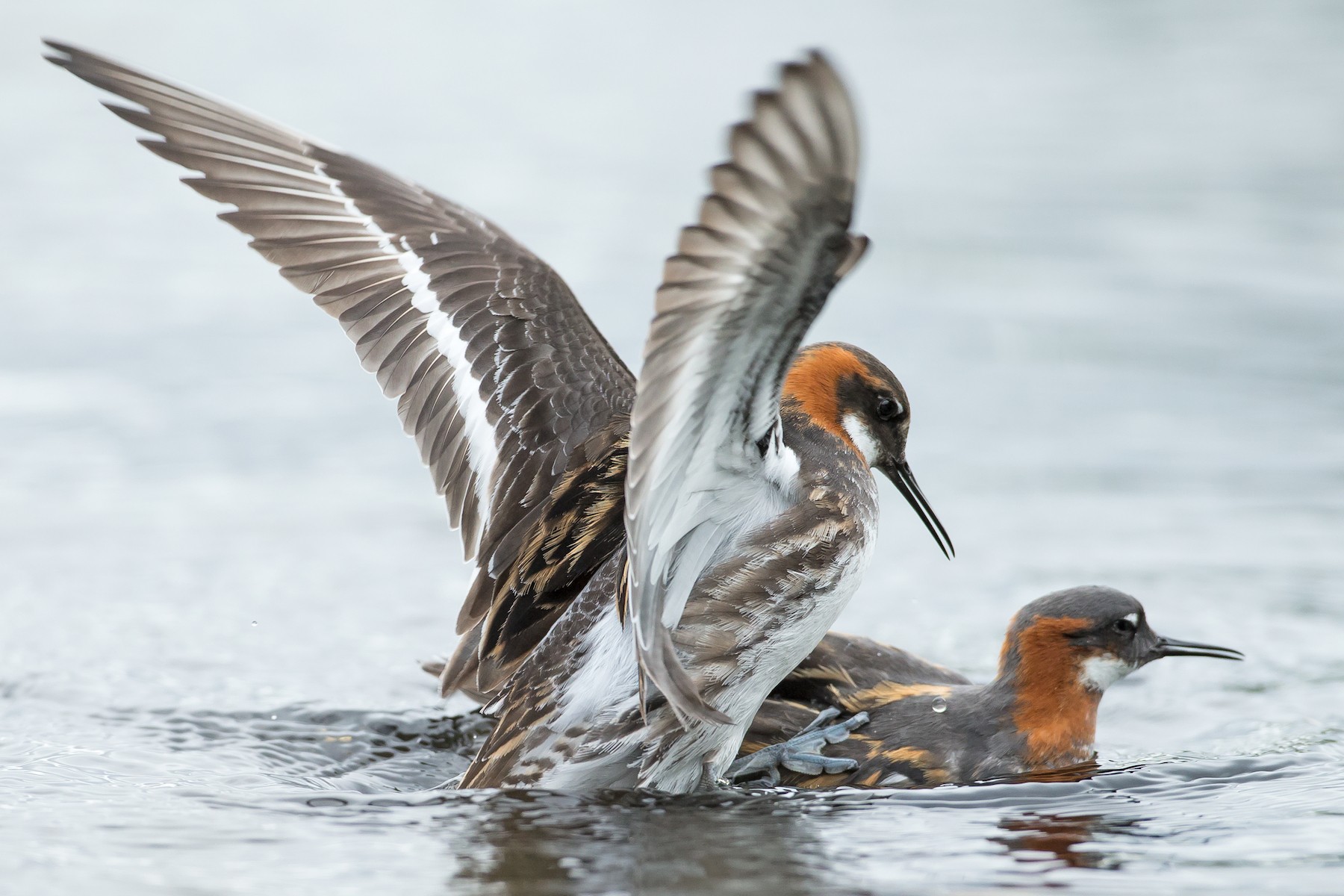 At this time of year there is frenetic mating activity among the Red-necked Phalaropes