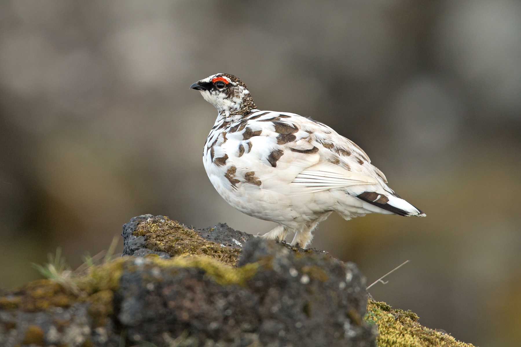 A smart male Snow Bunting utters its territorial song from a rooftop
