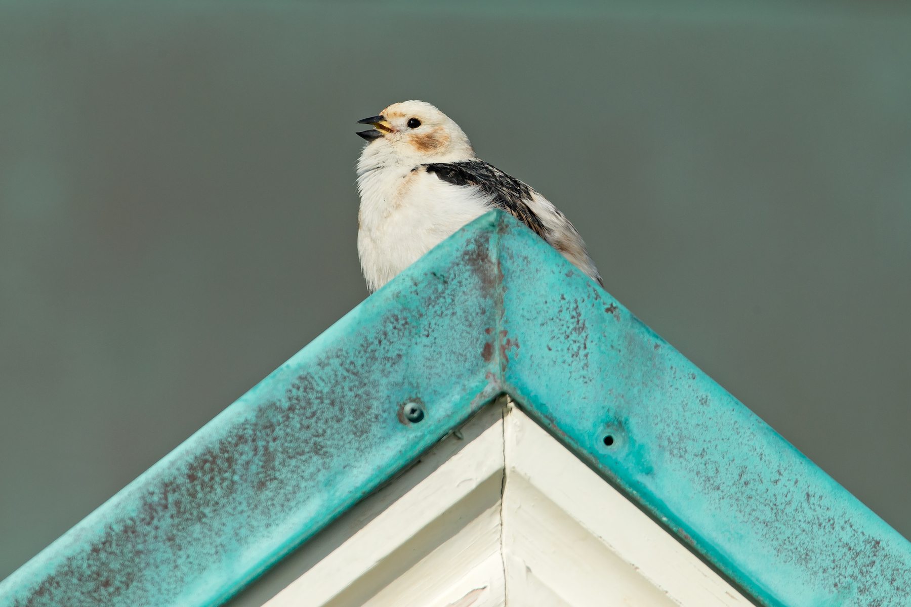 A smart male Snow Bunting utters its territorial song from a rooftop
