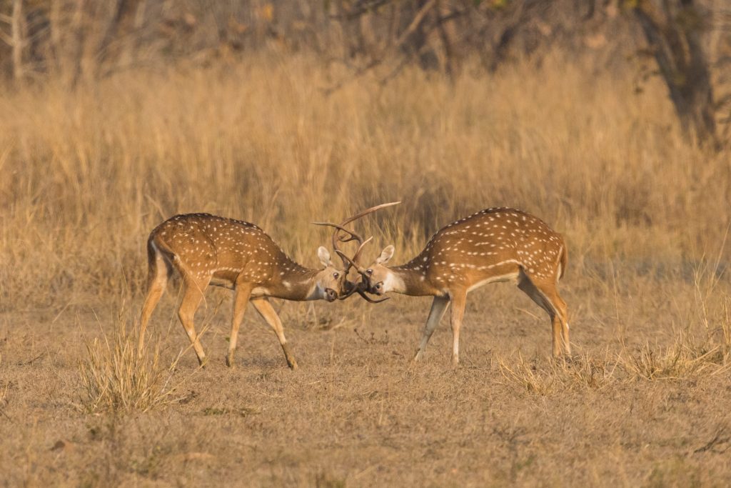 Spotted Deer (or Chital) rutting at Tadoba Andhari Tiger reserve in central India (Image by Inger Vandyke)