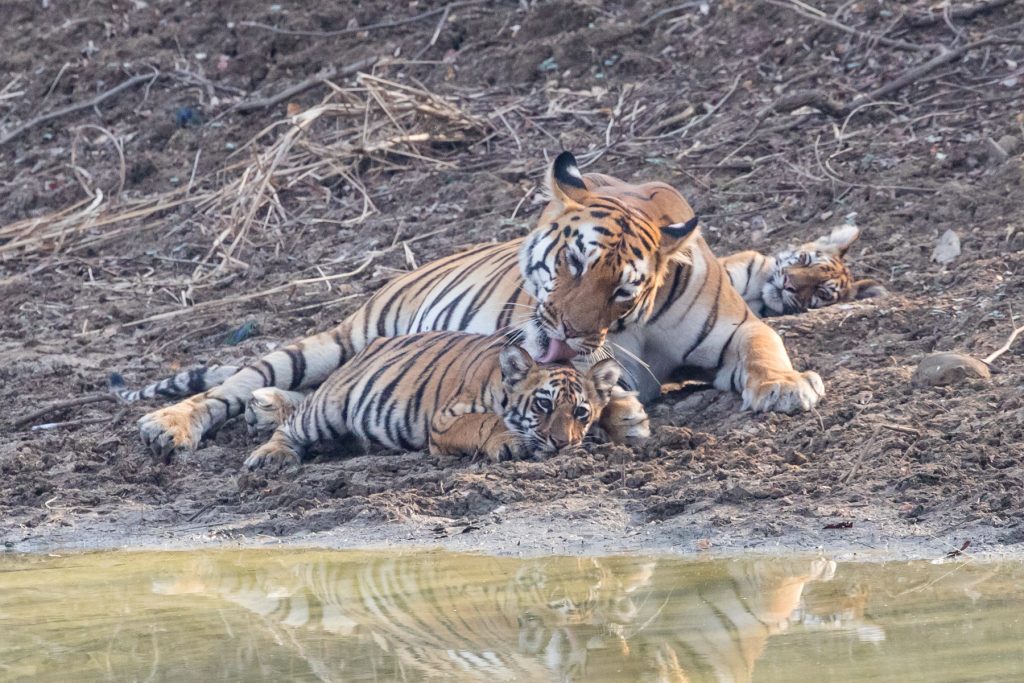 Tigress Maya washes one of her small cubs at Tadoba, India