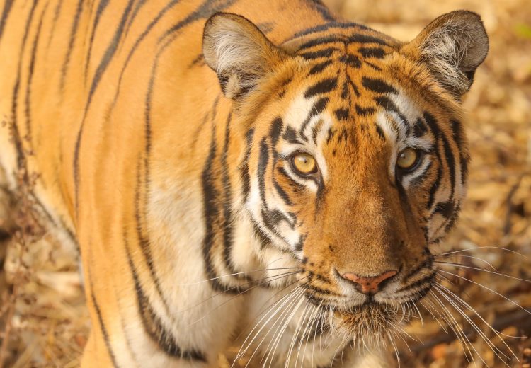 Tigress Sonam up close and personal at Tadoba, India