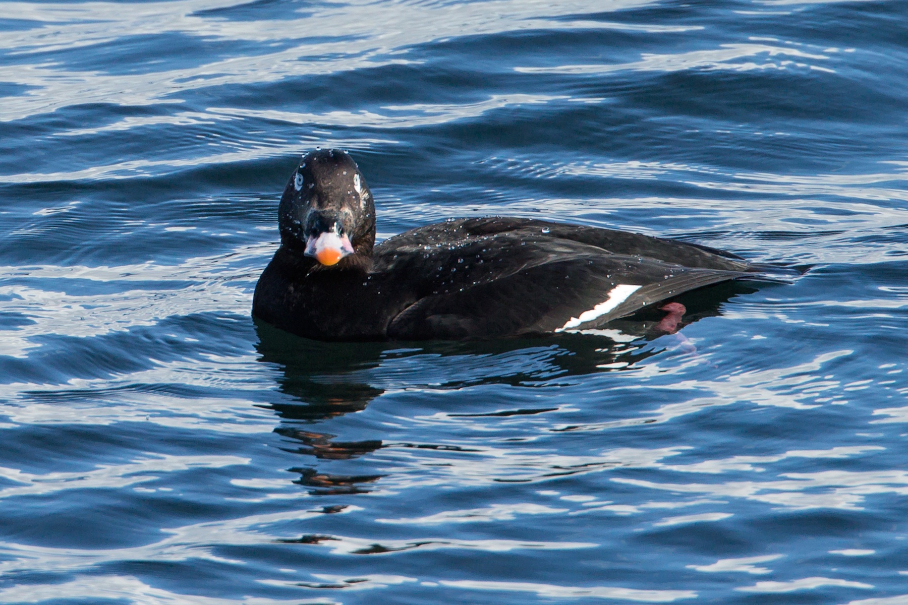 White-winged Scoter breeds on Icelandic lakes