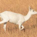 The unusual albino Blackbucks of Velavadar