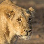 Lion photography in Gir with Wild Images