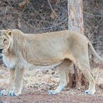 Asiatic Lions of Gir Forest