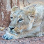 Wildlife photography with Wild Images features wild Asiatic Lions