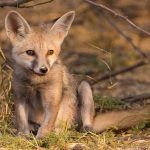 Bengal Foxes in the Little Rann of Kutch