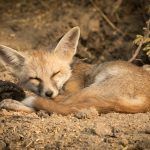 Photographing Bengal Foxes with Wild Images in the Little Rann of Kutch