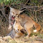 Wildlife action photography of Bengal Foxes with Wild Images