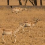 A baby Blackbuck jumps high into the air at Blackbuck Reserve