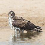 Bonelli's Eagle cooling off in the Chambal