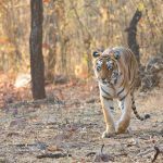 Tiger photography in Tadoba with Wild Images Photo Tours