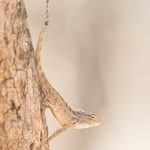 Reptiles are also a feature of the Wild Images wildlife photography tours in India
