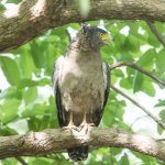 Bird photography in Tadoba with Wild Images