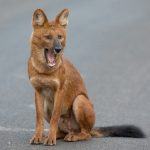 Wildlife photography at Tadoba can feature Dhole or Wild Dogs with Wild Images