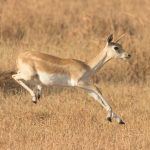 Blackbucks are the feature of wildlife photography in Blackbuck Reserve with Wild Images