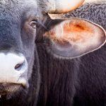 Gaur are seen all across Tadoba
