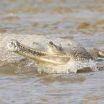 Slender Gharial make for excellent wildlife photography subjects on the Chambal River