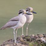 Bird photography on the Chambal River is incredible
