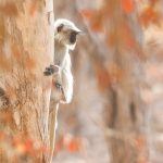 Grey Langurs in Sasan Gir