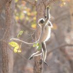 Photographing Grey Langurs in Gir