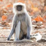 Grey Langur in Gir Forest