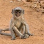 Monkey business in Tadoba. Grey Langurs are entertaining photography subjects.