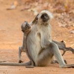 Wildlife photography tours in Tadoba feature Grey Langurs and many other animals